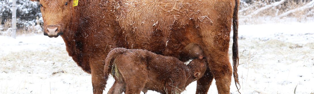 The webinar series Calculating Annual Cow Costs begins on Feb. 17. (Photo by Natalie Jones)