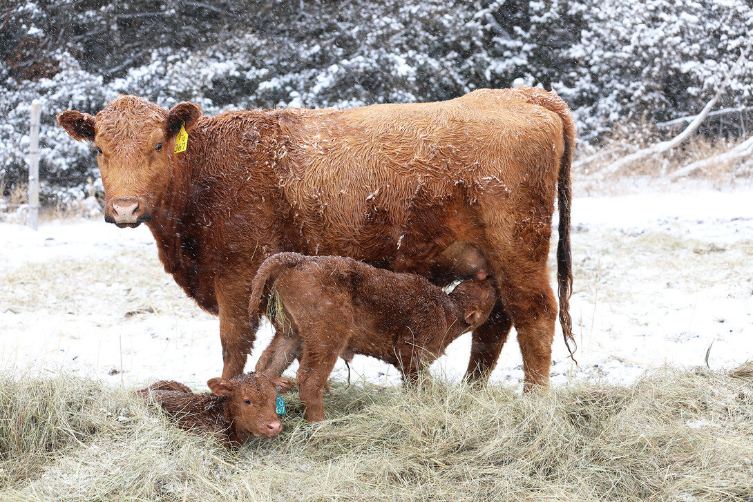 The webinar series Calculating Annual Cow Costs begins on Feb. 17. (Photo by Natalie Jones)