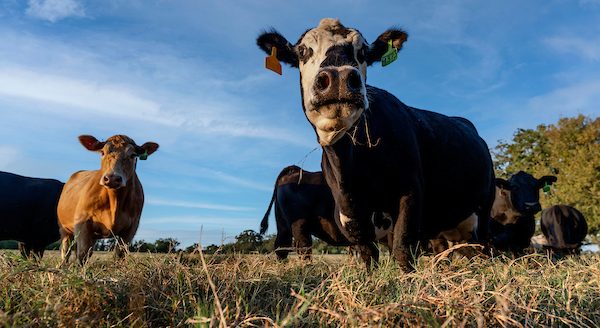 Texas A&M AgriLife Research’s Grazingland Animal Nutrition Lab utilizes manure analysis to provide precise data on forage quality and livestock nutritional demands, empowering livestock producers to make informed management decisions and improve operational efficiency. (Laura McKenzie/Texas A&M AgriLife)