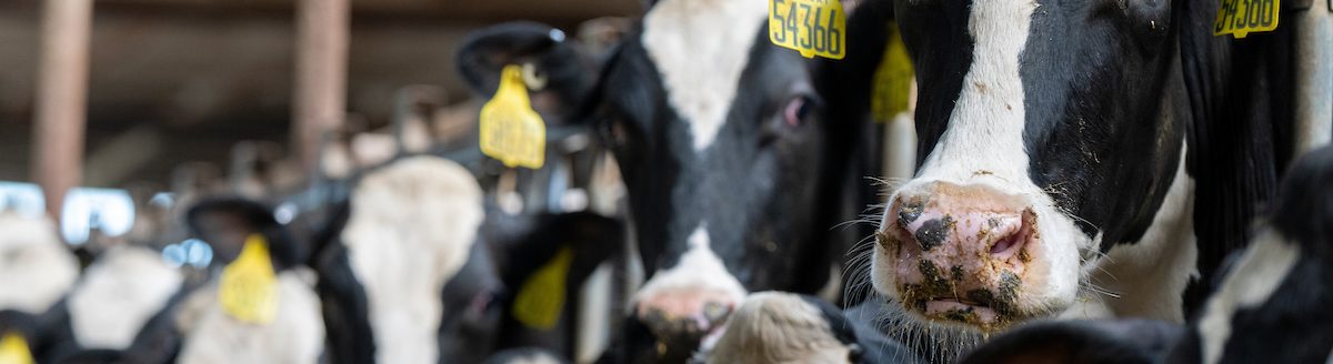Texas dairies are expected to continue to see production growth as new processing plants open across the marketing region. (Michael Miller/Texas A&M AgriLife)