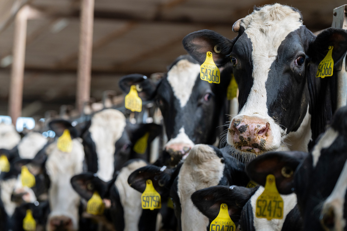 Texas dairies are expected to continue to see production growth as new processing plants open across the marketing region. (Michael Miller/Texas A&M AgriLife)