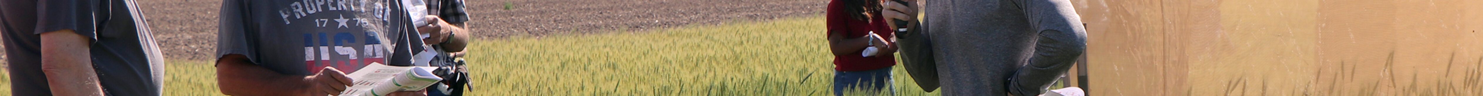University of Nebraska-Lincoln graduate student Vinicius Zuppa discusses research on the wheat stem sawfly at the High Plains Ag Lab 2024 Wheat Variety Tour. (Photo by Chabella Guzman | Nebraska Extension)