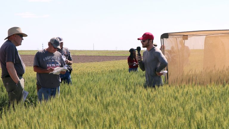 University of Nebraska-Lincoln graduate student Vinicius Zuppa discusses research on the wheat stem sawfly at the High Plains Ag Lab 2024 Wheat Variety Tour. (Photo by Chabella Guzman | Nebraska Extension)