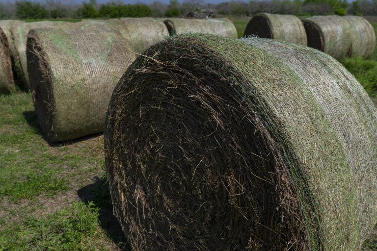 Hay bales on Tuesday, Mar 05, 2024, in Corpus Christi, Texas. (Michael Miller/Texas A&M AgriLife Marketing and Communications)