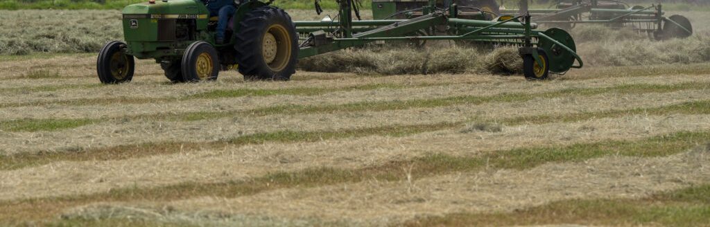 Prospects for a good hay production season hinge on moisture and the amount of fertilizer applied. That decision will vary from producer to producer. (Michael Miller/Texas A&M AgriLife)