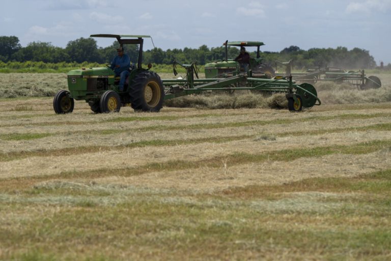Prospects for a good hay production season hinge on moisture and the amount of fertilizer applied. That decision will vary from producer to producer. (Michael Miller/Texas A&M AgriLife)