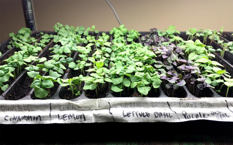 Get a head start on the gardening season by planting vegetable and flower seeds indoors. (Photo by University of Missouri Extension field horticulturist Donna Aufdenberg.)