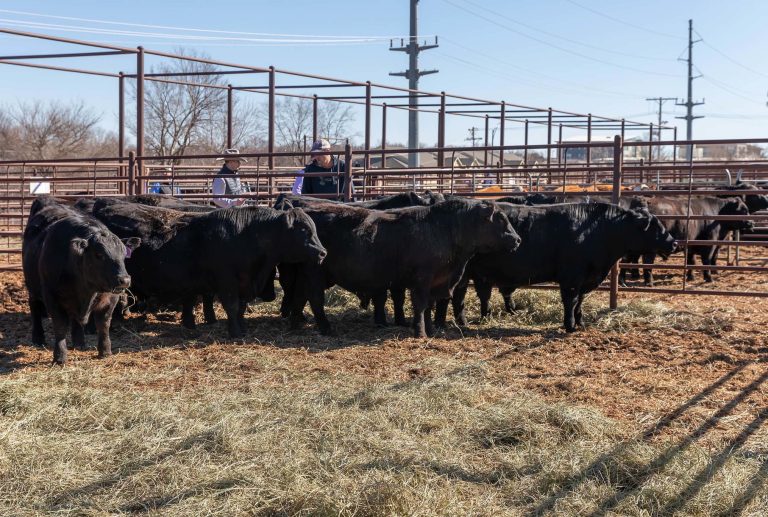 K-State experts say yearling bulls will need a time of transition between the sale and breeding turnout. (K-State Research and Extension)