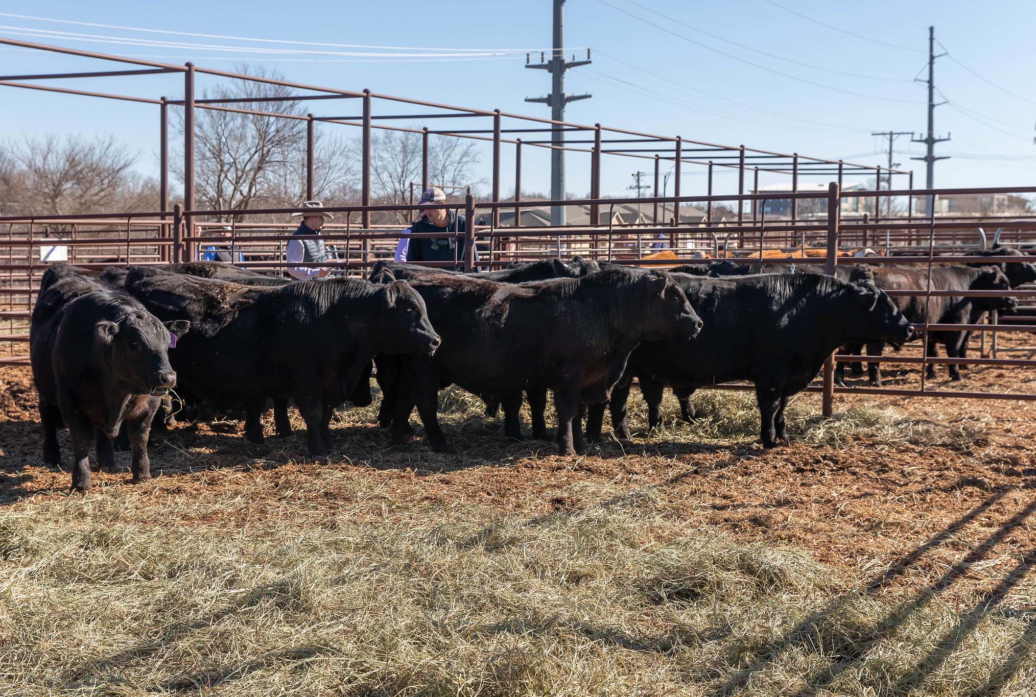 K-State experts say yearling bulls will need a time of transition between the sale and breeding turnout. (K-State Research and Extension)