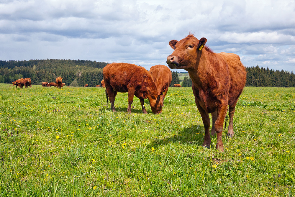 Cattle on pasture. (Adobe Stock │ #112955460 - Nazzu)