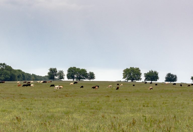 Summer pasture. (Adobe Stock │ #167428642 - jackienix)
