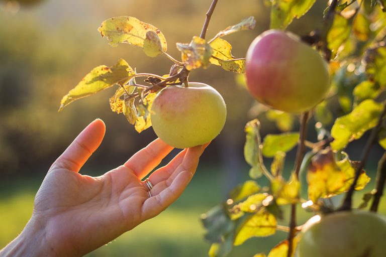 Female hands touching apple in orchard. Harvesting season. (Adobe Stock │ 223792389 - encierro)