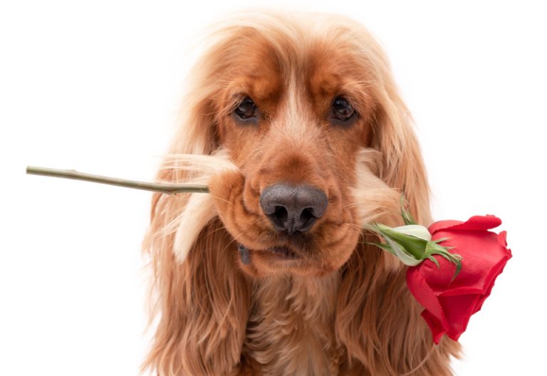 Cocker spaniel dog valentine with rose. (Adobe Stock │ 248213963 - Life in Pixels)