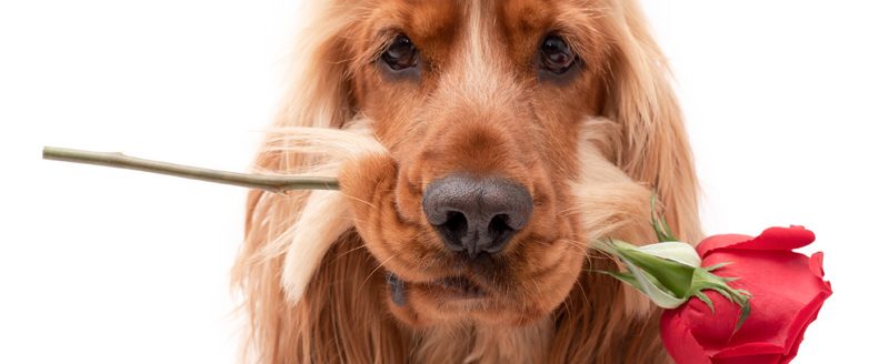 Cocker spaniel dog valentine with rose. (Adobe Stock │ 248213963 - Life in Pixels)