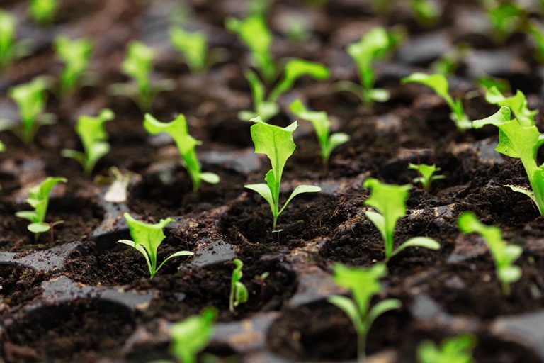 Organic seedling or sapling lettuces in the field, lettuce cultivation, green leaves. (Adobe Stock │ #271723362 - alimyakubov)