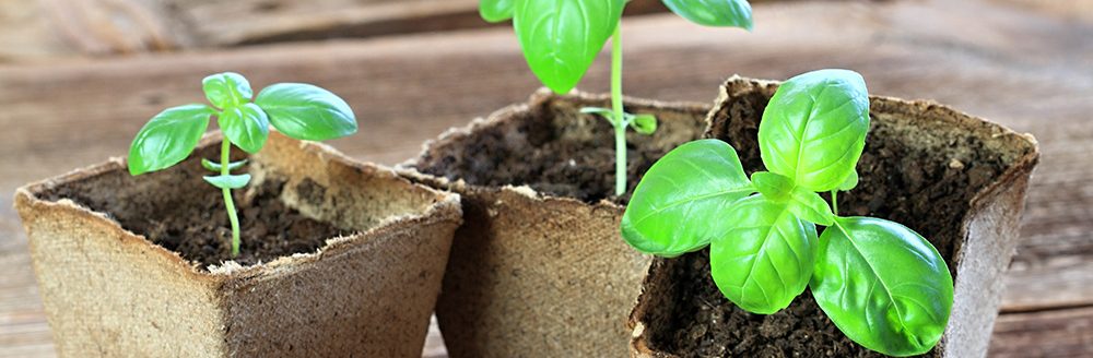 Young basil seedlings in biodegradable pots.(Adobe Stock │ #340907562 - svehlik)