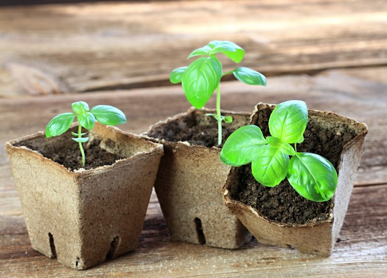 Young basil seedlings in biodegradable pots.(Adobe Stock │ #340907562 - svehlik)