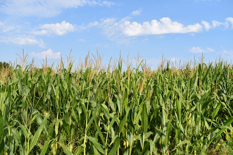 Corn field. (Adobe Stock │ #373307379 - Steve)