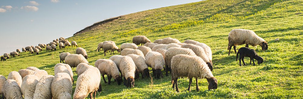 Flock of sheep grazing. (Adobe Stock │ #97729982 - Dusan Kostic)