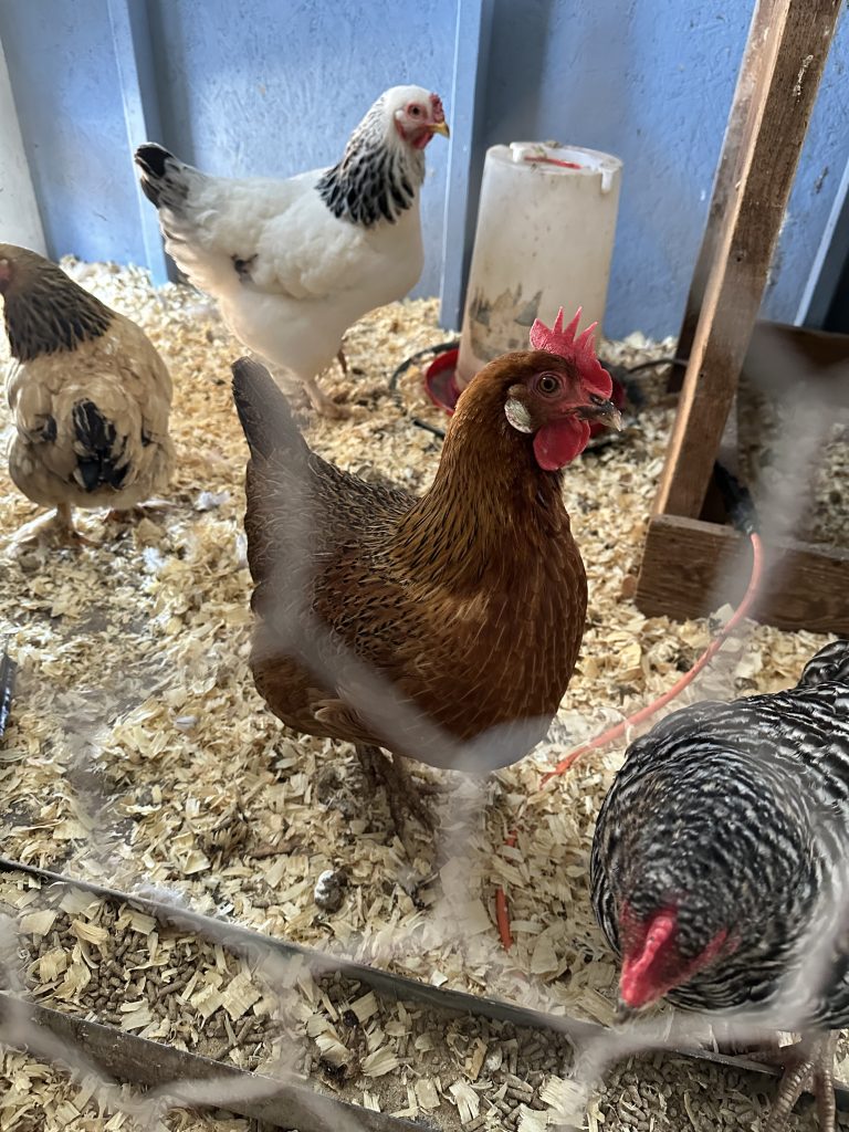 How to introduce new hens to a backyard flock