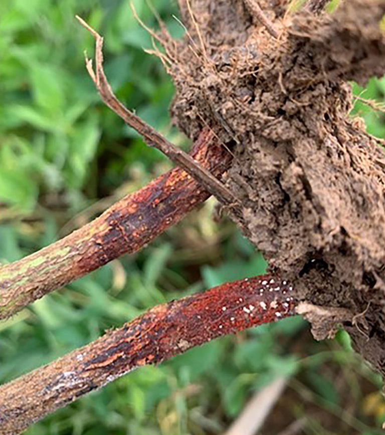 Red crown rot disease. (Courtesy photo.)