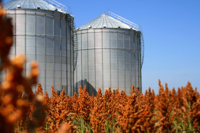 Photo courtesy of Sorghum Checkoff.