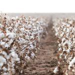 BASF is introducing new cotton seed varieties in time for 2025. (Courtesy photo.)