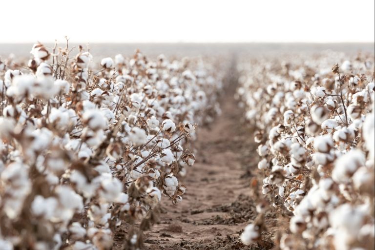 BASF is introducing new cotton seed varieties in time for 2025. (Courtesy photo.)