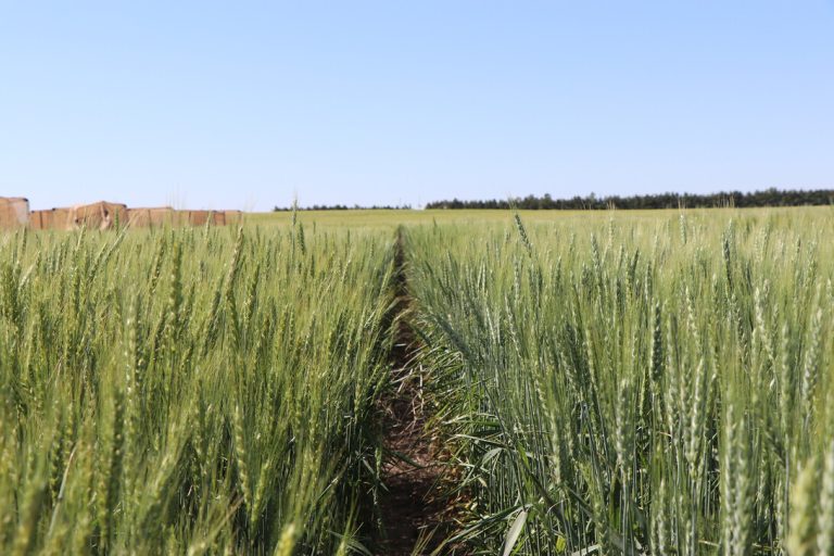 Wheat variety plots at the High Plains Ag Lab near Sidney. (Photo by Chabella Guzman)