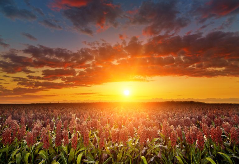 Golden Milo Field with dramatic morning sunrise skyscape. (iStock │ #172432141 - Quirex)