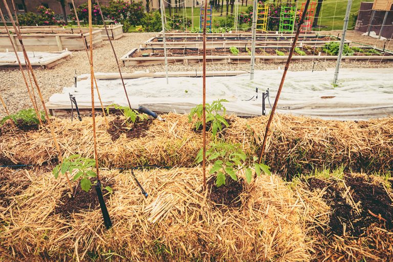 Straw bale gardening in a vegetable garden. (iStock │ #467839666 - debibishop)