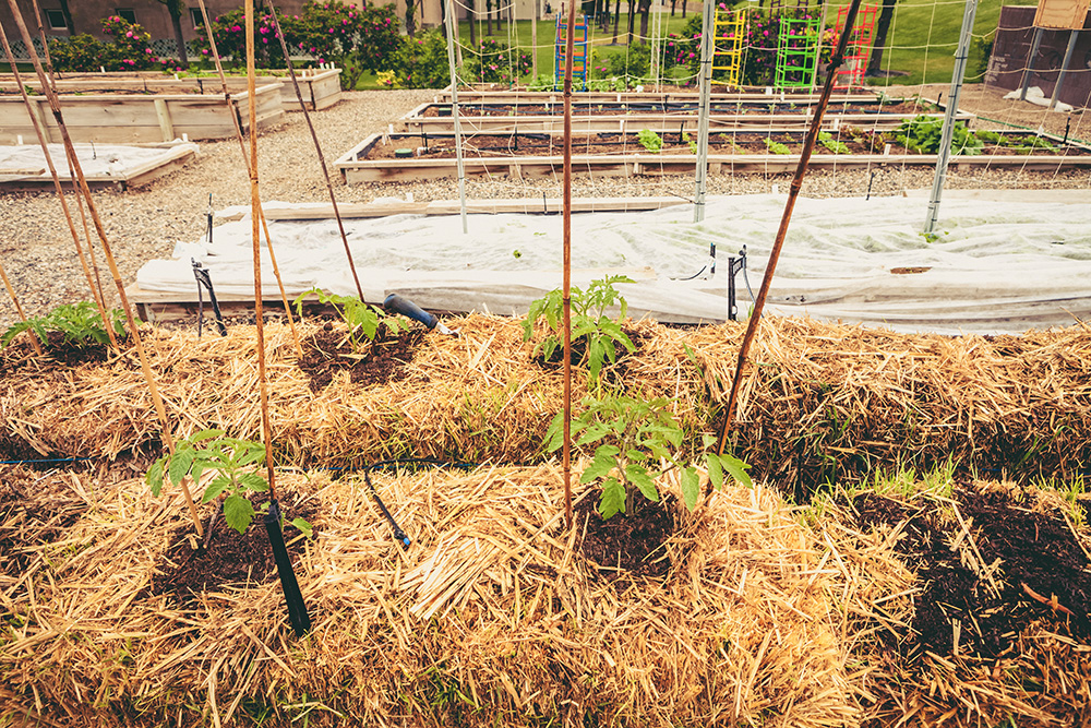 Overcome poor soil, lack of space with straw bale gardening