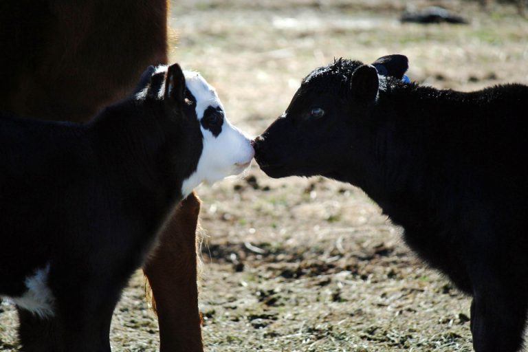 Kissing calves. (Journal photo by Lacey Vilhauer)
