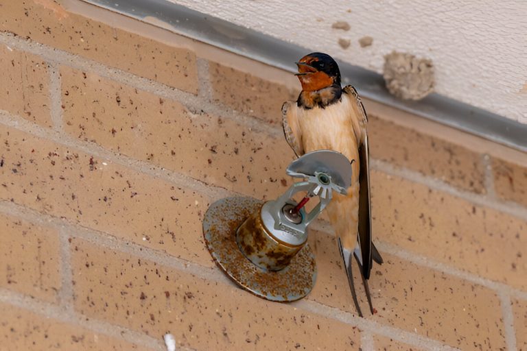 With the migratory spring season for swallows underway, a Texas A&M AgriLife Extension Service expert provides property owners with information to limit nest building on structures while adhering to federal law protecting the species. (Michael Miller/Texas A&M AgriLife)