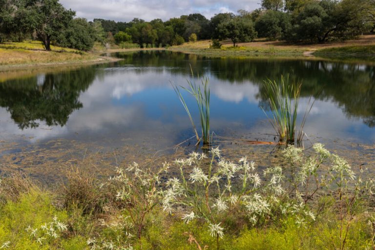 The Bennett Trust Land Stewardship Conference on April 10-11 in Marble Falls will help landowners learn to protect their natural resources. (Michael Miller/Texas A&M AgriLife)