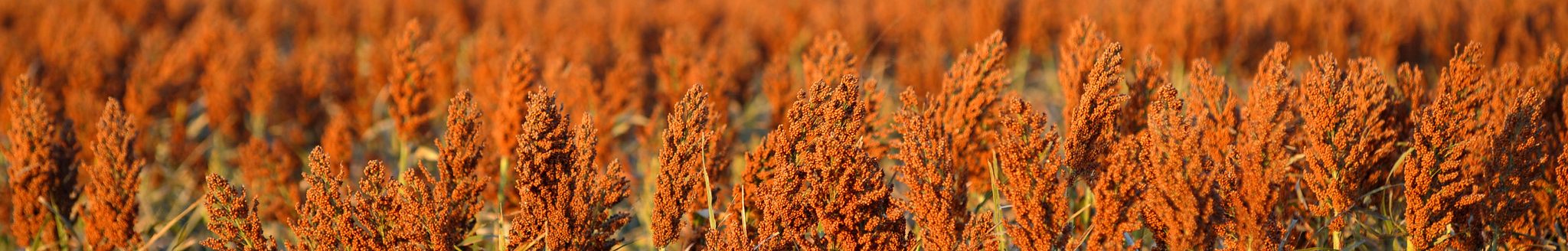 Kansas State University agriculture economist Elizabeth Yeager says double-cropped soybeans increase profits, and cropping systems agronomist Kraig Roozeboom says they positively influence soil characteristics, though not to the same degree as some cover crops. (Kansas State University Research and Extension)