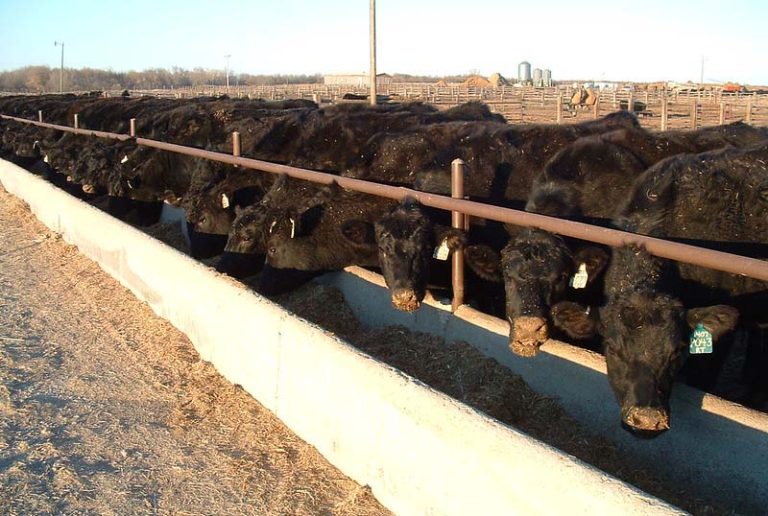 Cattle gain a higher amount of lean tissue early in the cattle feeding period and deposit more fat as they age, according to K-State beef cattle nutritionist Phillip Lancaster. (K-State Research and Extension)