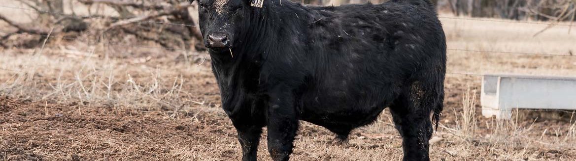 Angus Yearling bull (K-State Research and Extension)