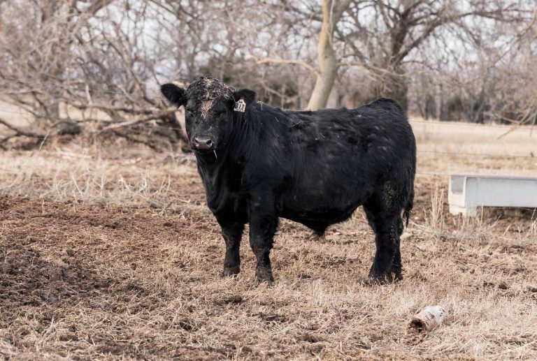 Angus Yearling bull (K-State Research and Extension)
