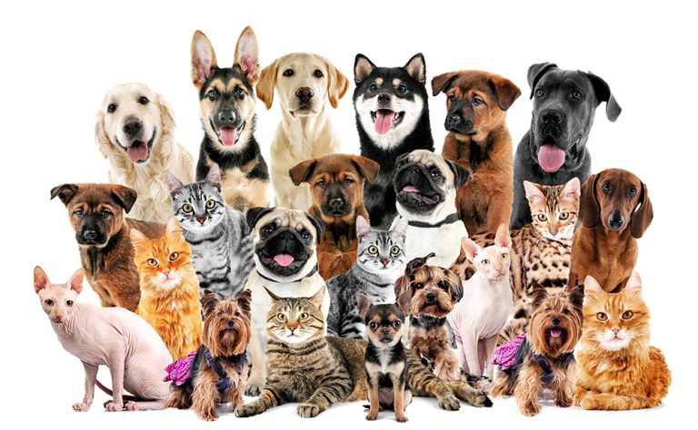 Group of cute pets on white background. (Adobe Stock │ #135122947 - Africa Studio)