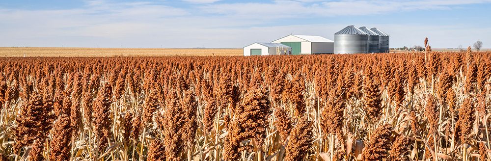 Sorghum field in Kansas. (Adobe Stock │ #188992018 - MarekPhotoDesign.com)