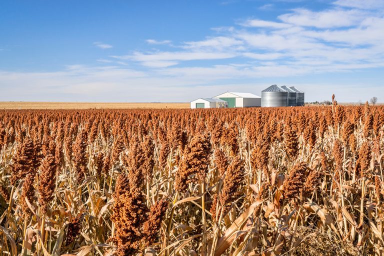 Sorghum field in Kansas. (Adobe Stock │ #188992018 - MarekPhotoDesign.com)