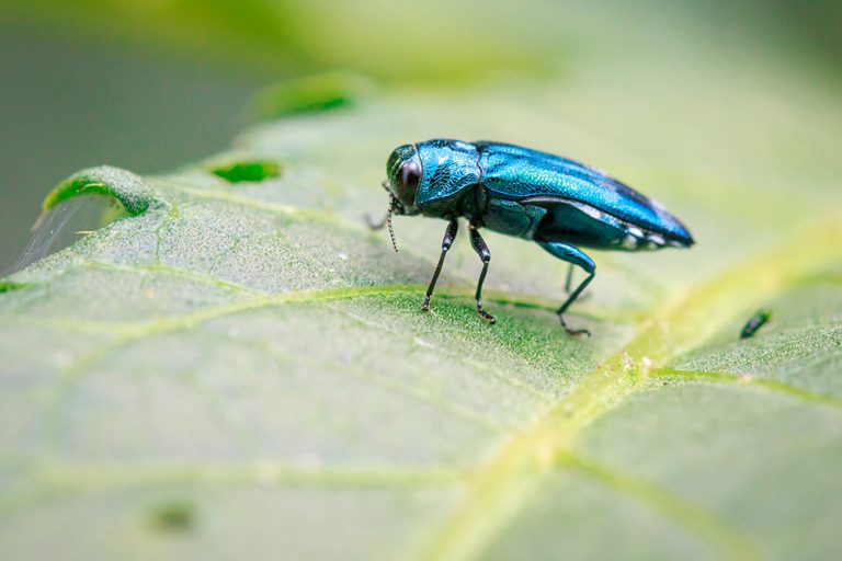 Image of Emerald Ash Borer Beetle on a green leaf. (Adobe Stock │ #192837106 - yod67)