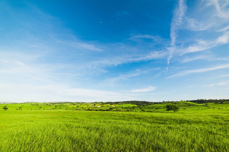 Blue sky over a green field in the springtime. (Adobe Stock │ #193554345 - Gabriele Maltinti)