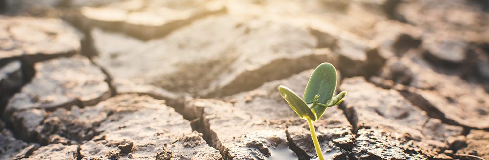 Little green plant on crack dry ground, concept drought. (Adobe Stock │ #197359617 - sawitreelyaon)