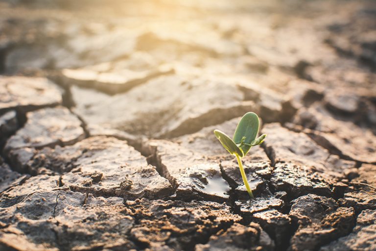 Little green plant on crack dry ground, concept drought. (Adobe Stock │ #197359617 - sawitreelyaon)