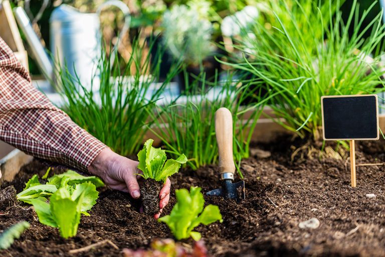 The gardener plants young seedlings in the ground. (Adobe Stock │ #202289332 - iMarzi)