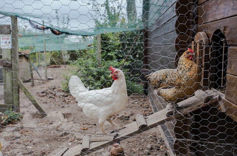 Chicken coop in back yard in residential area. (Adobe Stock │ #217759075 - annebel146)