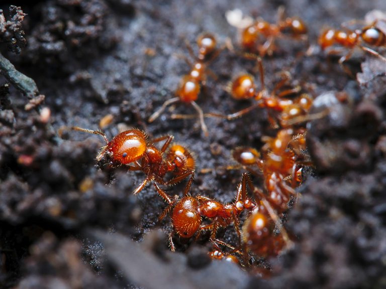 Fire ant colony is building a road to pass to the nest. (Adobe Stock │ #278991028 - abdul)