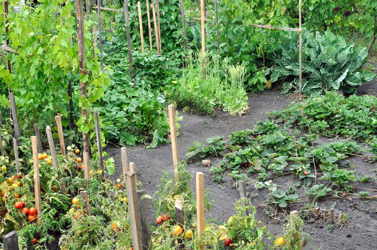Organically cultivated various vegetables in the vegetable garden. (Adobe Stock │ #284921579 - beerfan)